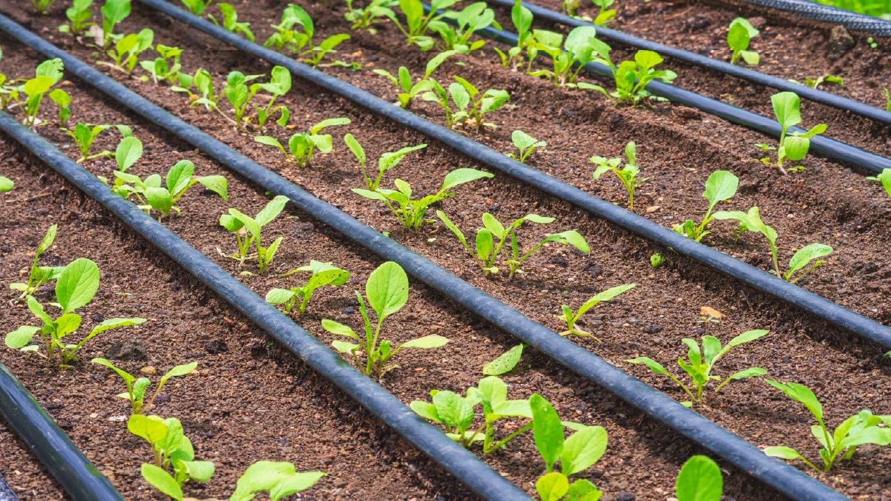Fall Drip Irrigation: How to Adjust Your Drip Watering System for Cooler Weather