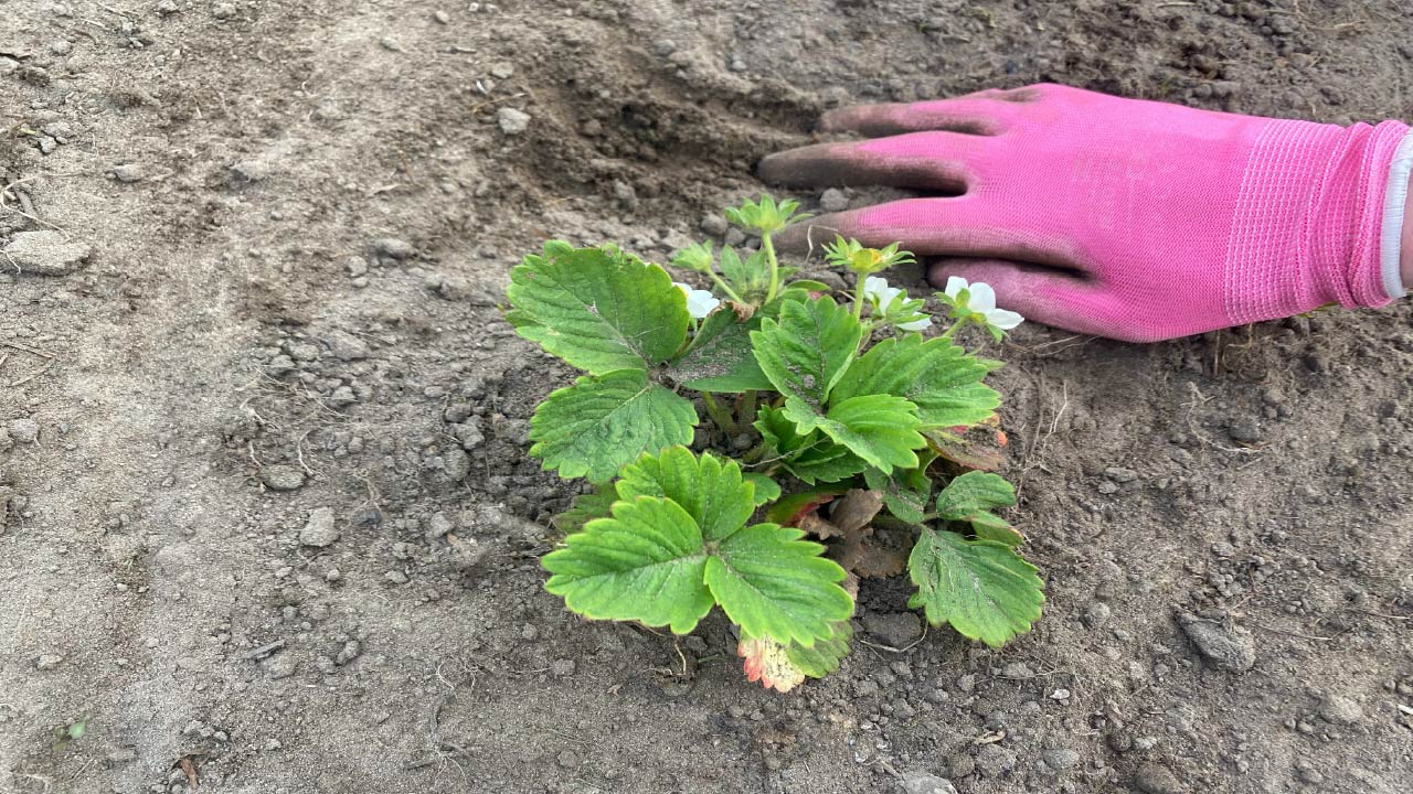 Maximize Your Strawberry Harvest with These Pruning Tips Maximize Your Strawberry Harvest with These Pruning Tips