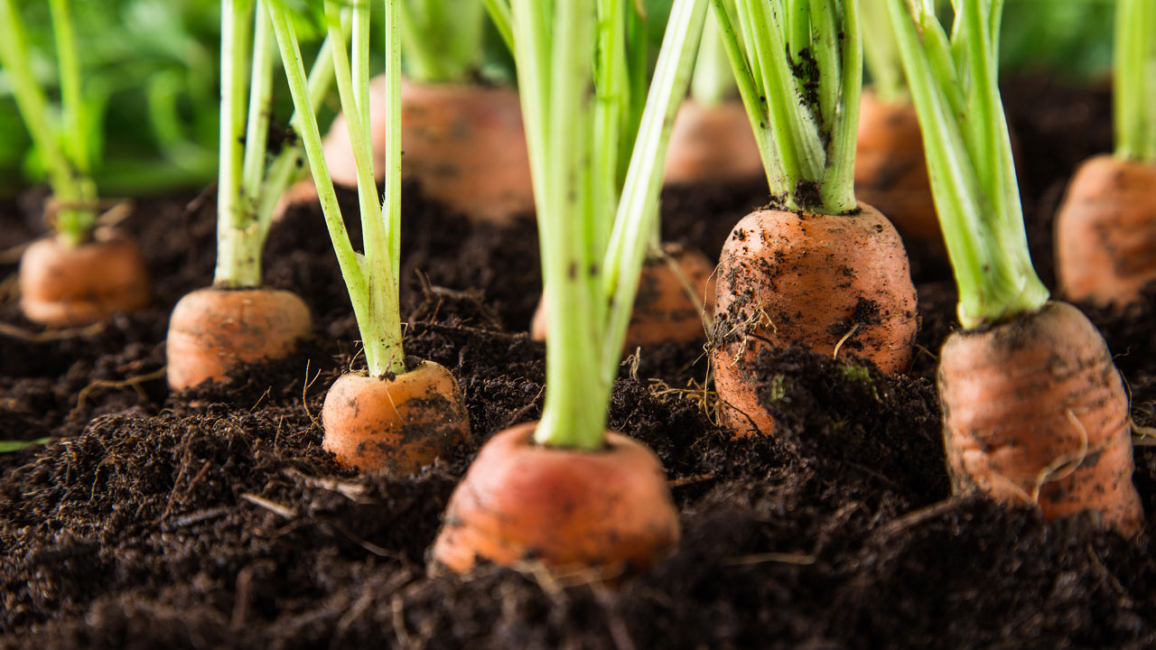 Striving for Imperfection in Your 2018 Garden Striving for Imperfection in Your 2018 Garden