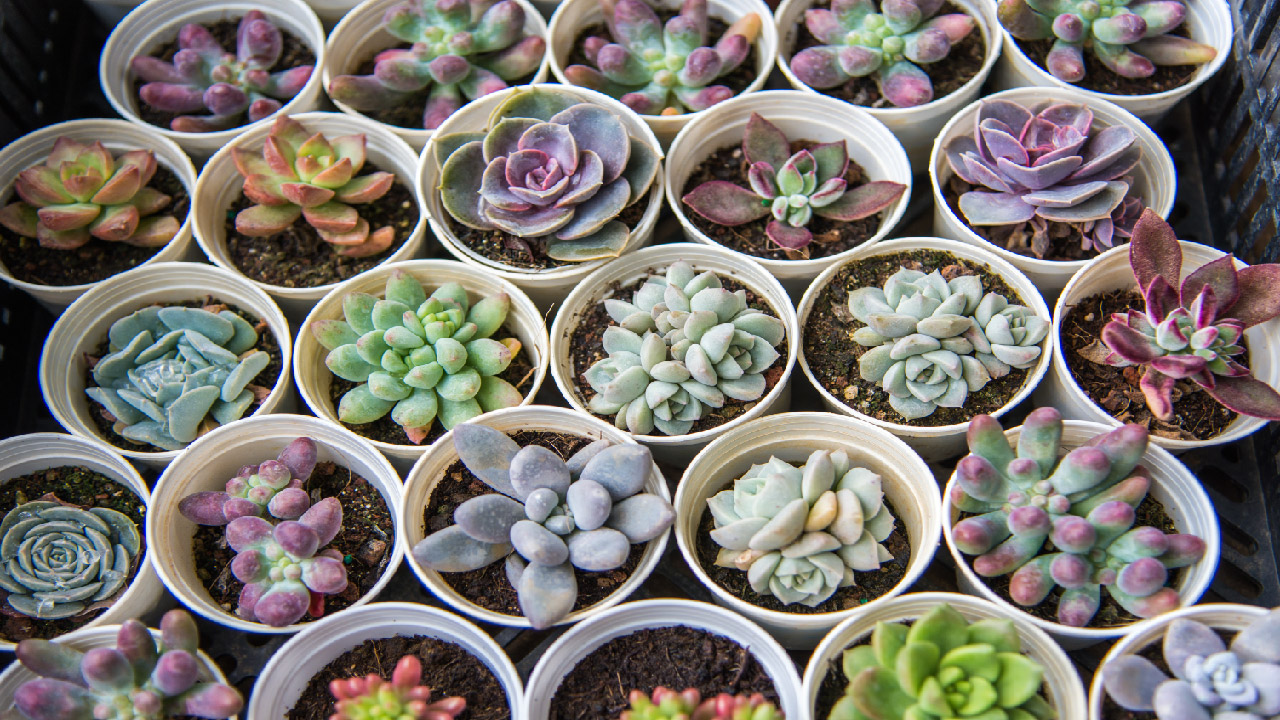 Caring for Your Cacti and Succulents During Frost: Protection Tips