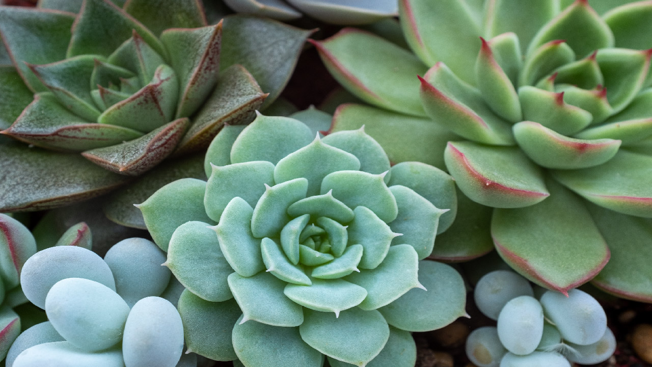 5 Hardy Succulents for your Garden and Pots