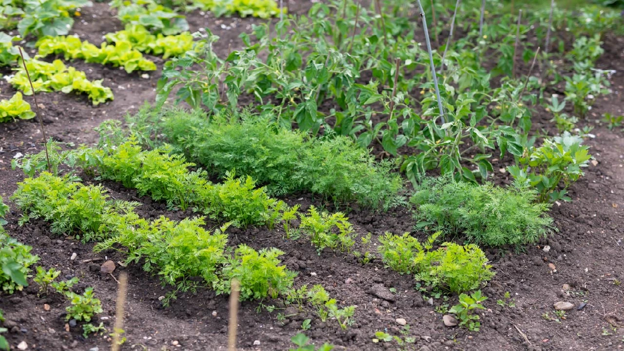 6 Time-Tested Tips for Keeping Summer Gardens Looking Great
