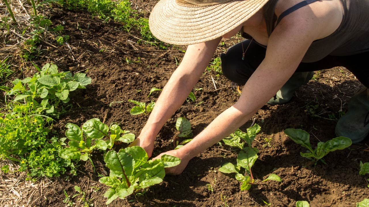 A Gardener’s Midsummer Checklist for Beginners A Gardener’s Midsummer Checklist for Beginners