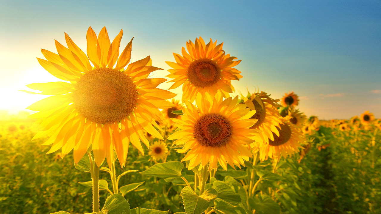 Growing Sunflowers in Your Garden: A Detailed Guide   Growing Sunflowers in Your Garden: A Detailed Guide