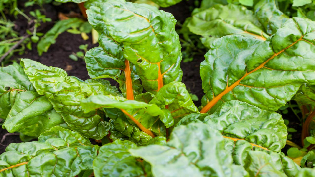 10 Vegetables You Can Plant in July