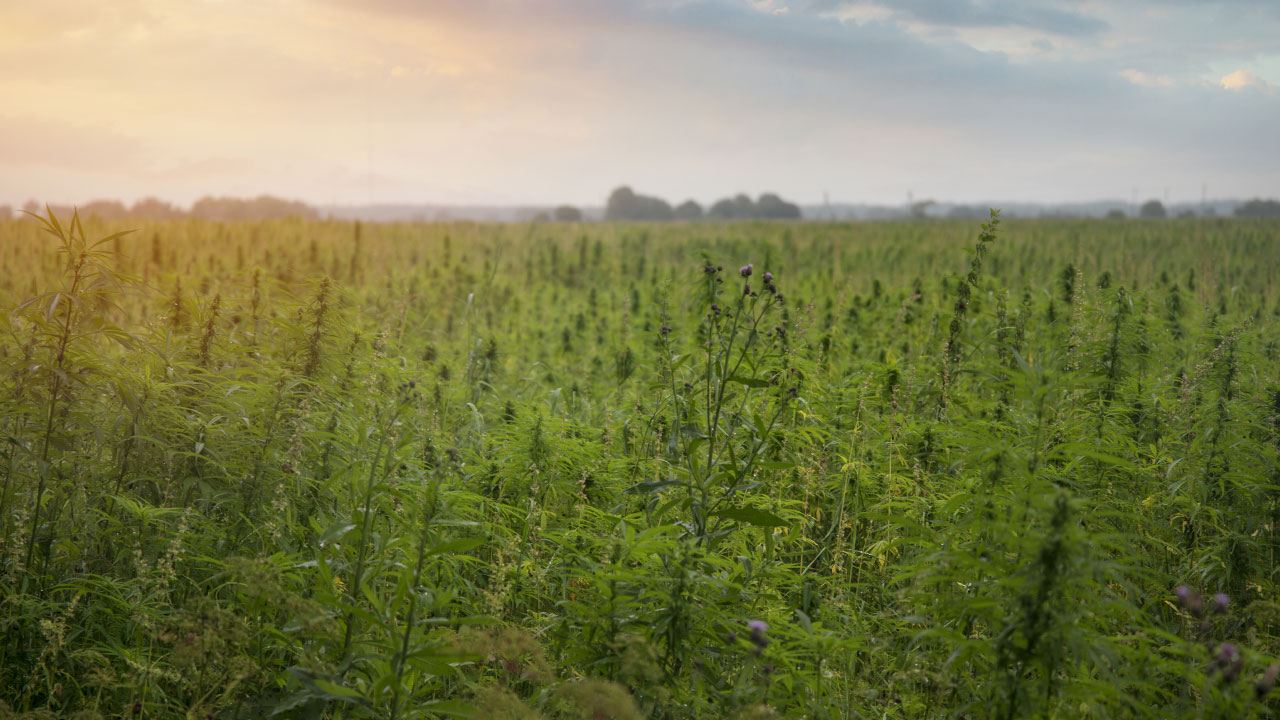 The Benefits of Growing Hemp with Drip Irrigation