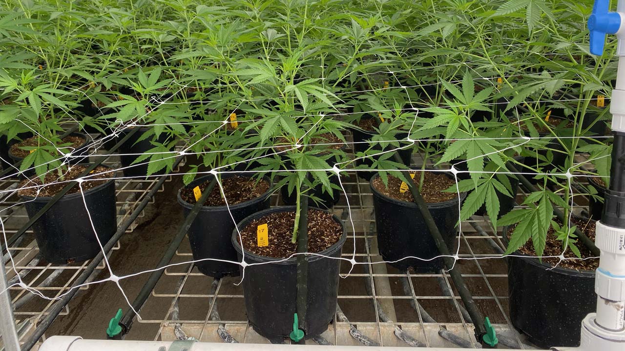 The Gear Needed for Indoor Cultivation