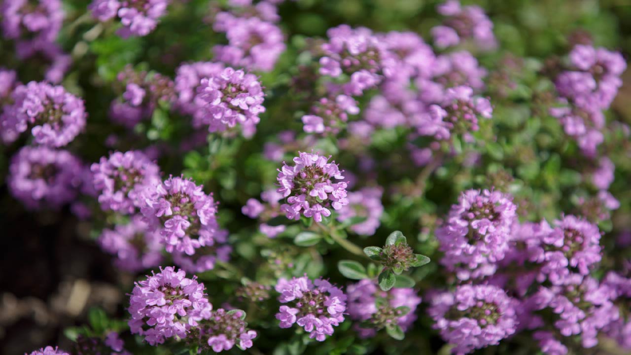 Grow Fresh Thyme for Your Kitchen: Planting and Harvest Tips