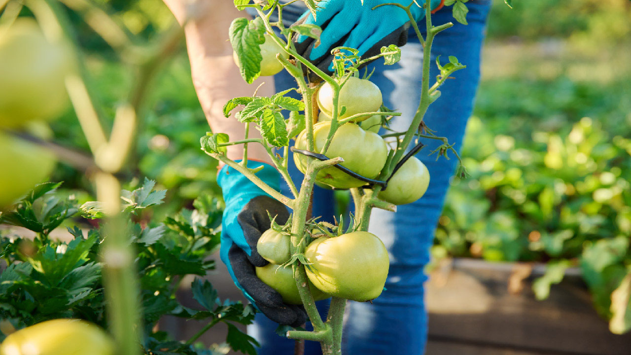 How to Grow Tomatoes in a Raised Garden Bed How to Grow Tomatoes in a Raised Garden Bed
