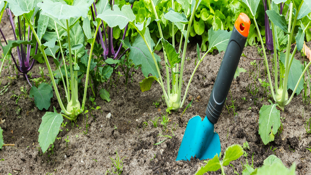 5 Best Tools for Harvest to Maximize Your Yield 5 Best Tools for Harvest to Maximize Your Yield