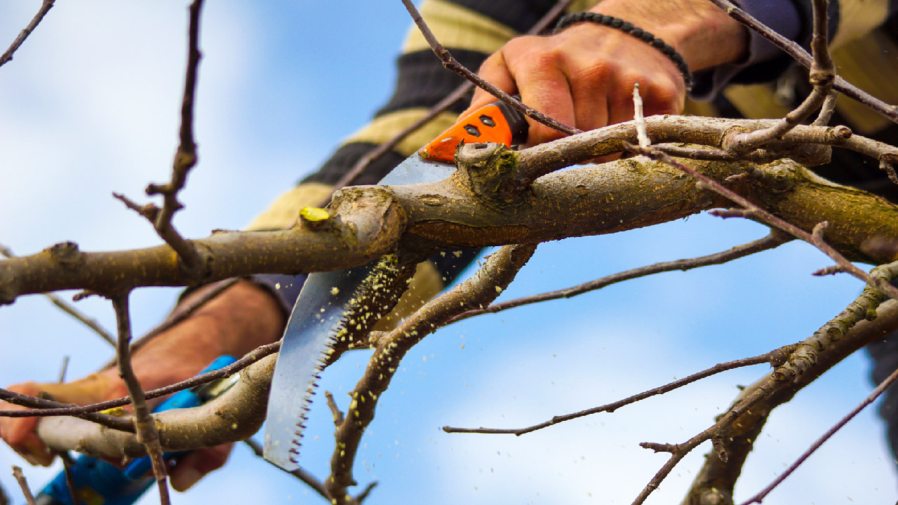  Pruning Apple and Pear Trees in the Winter