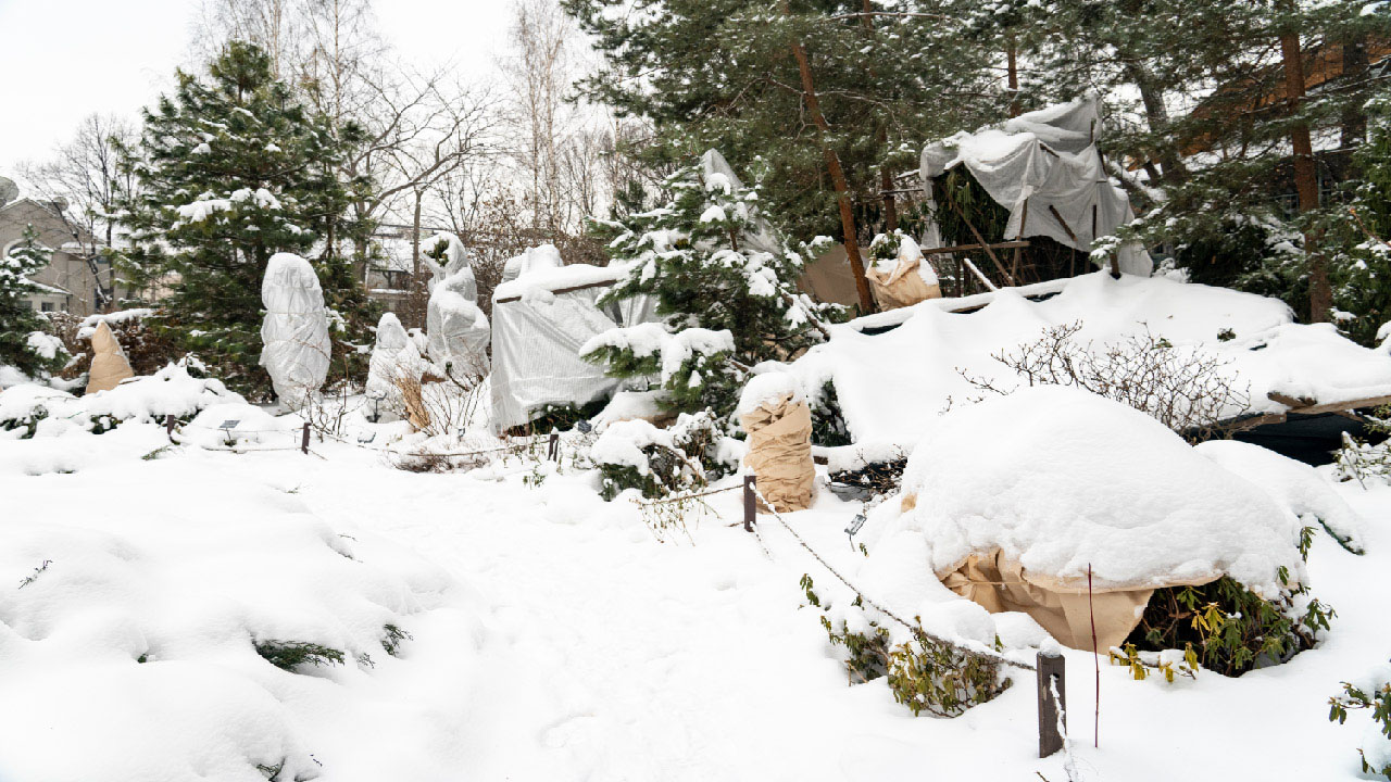 Tips and Tricks to Protect Fruit Trees from Frost Tips and Tricks to Protect Fruit Trees from Frost