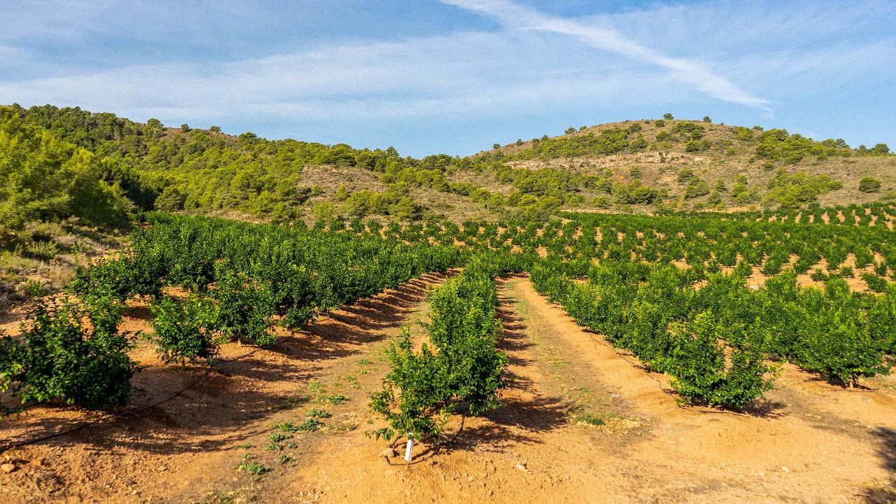 Irrigating Fruit Trees With Drip Irrigation Irrigating Fruit Trees With Drip Irrigation