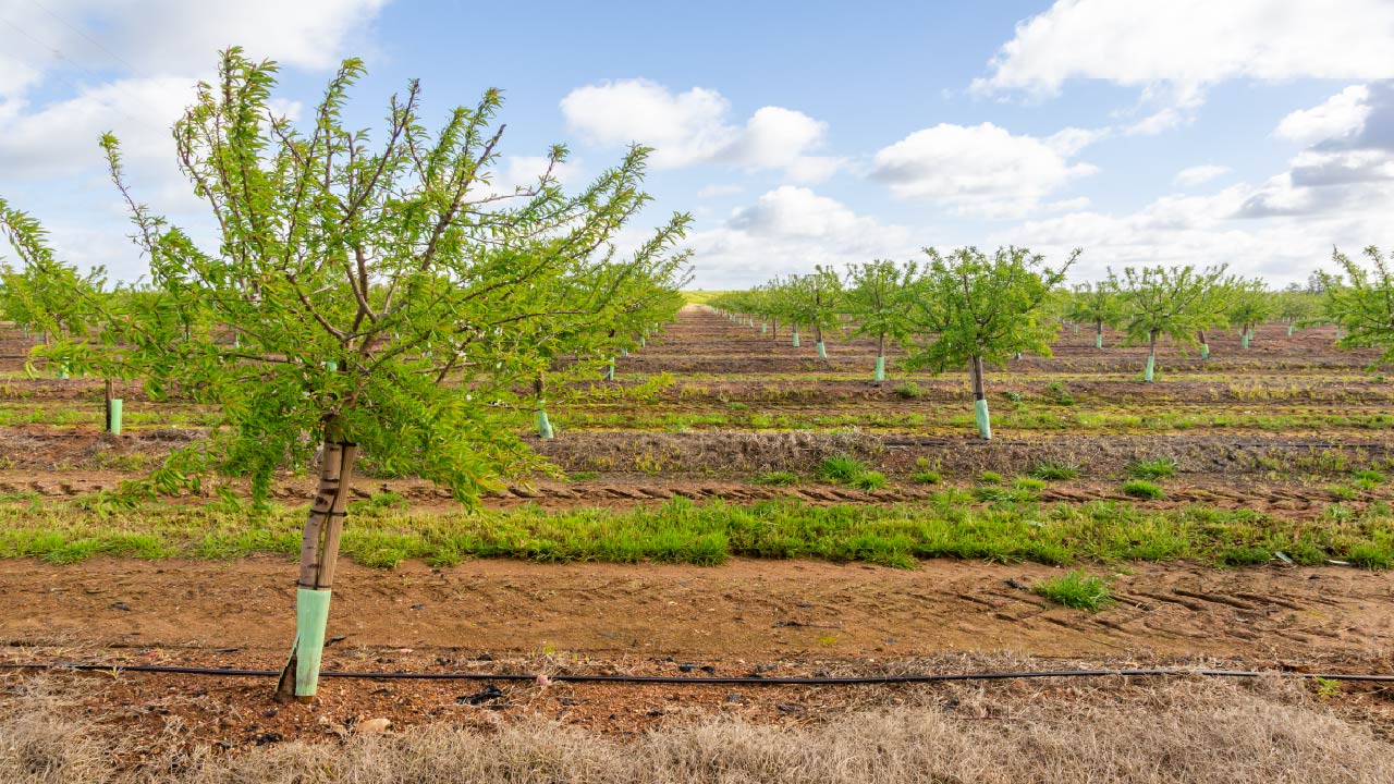 Top Drip Irrigation Systems for Fruit Trees: Efficient Watering Solutions  Top Drip Irrigation Systems for Fruit Trees: Efficient Watering Solutions