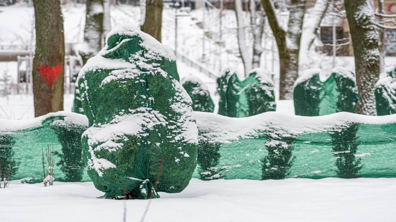 How to Protect Trees and Shrubs: Winter Climate Tips 