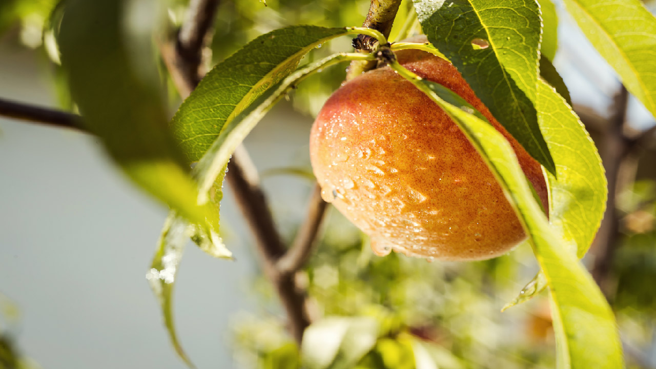 How to Care for Trees in Your Garden? Complete Guide  How to Care for Trees in Your Garden? Complete Guide