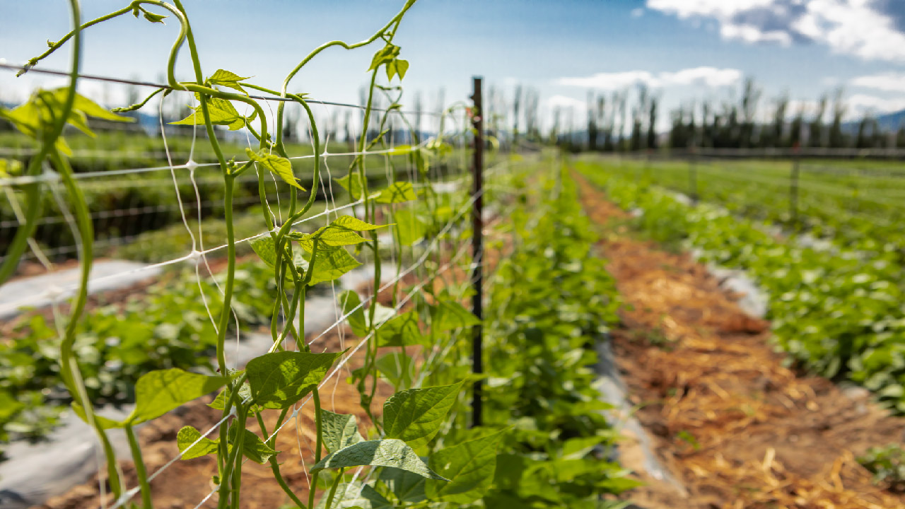 Choosing Trellises for Climbing Plants: Top Tips for Every Gardener Choosing Trellises for Climbing Plants: Top Tips for Every Gardener