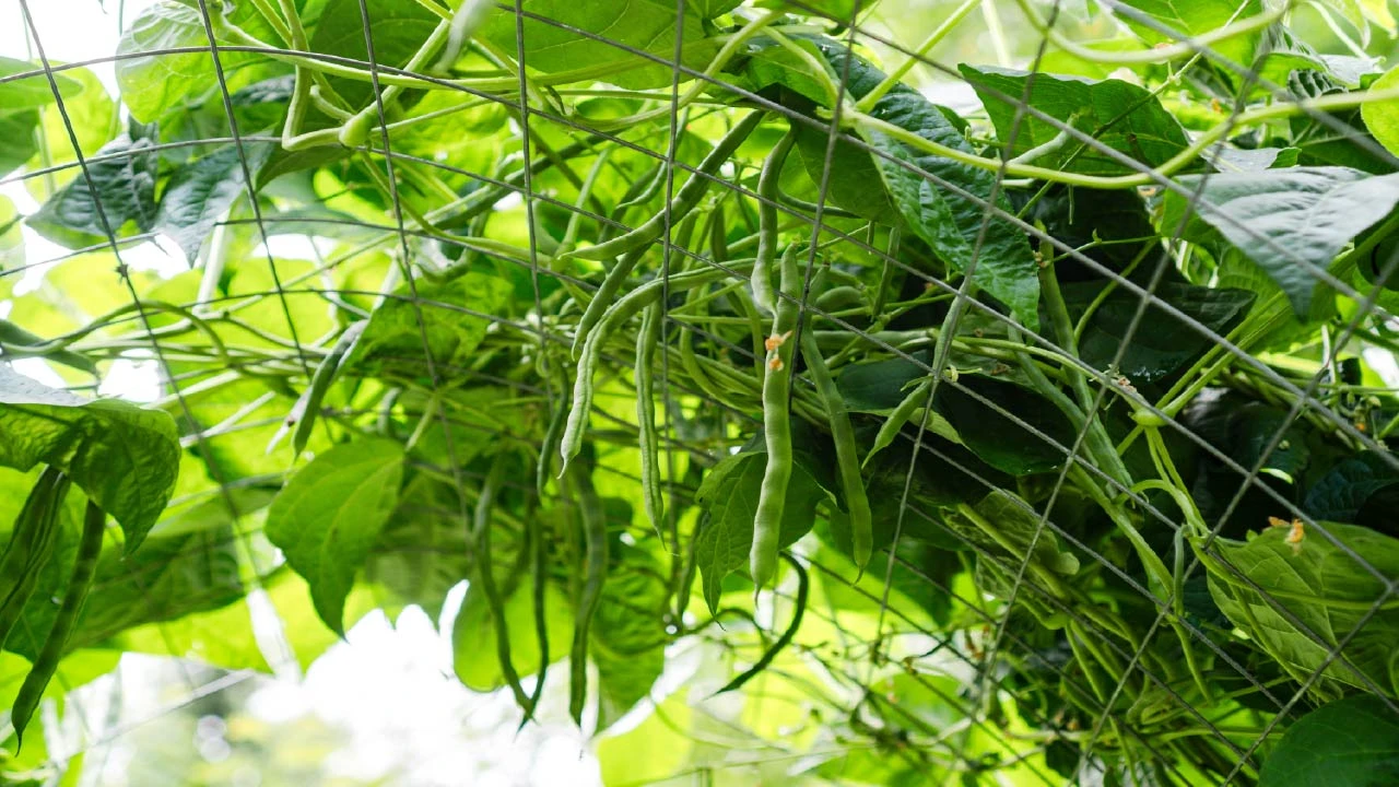 New Garden Ideas and Tips to Try in 2026