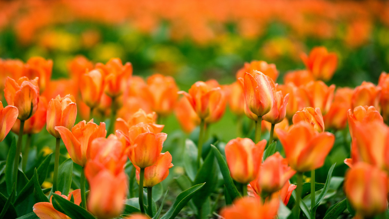 How to Plant Tulips: Tips for Beginners How to Plant Tulips: Tips for Beginners
