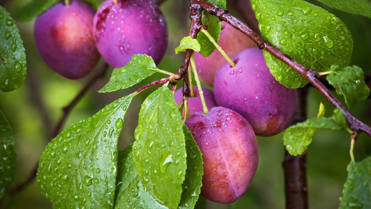 Turn Your Backyard into a Food Oasis Turn Your Backyard into a Food Oasis