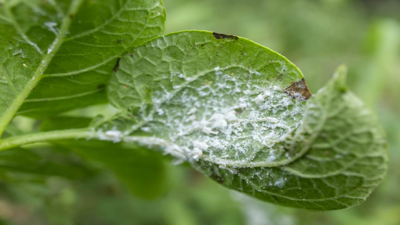 10 Natural and Effective Ways to Keep Pests Away from Your Garden