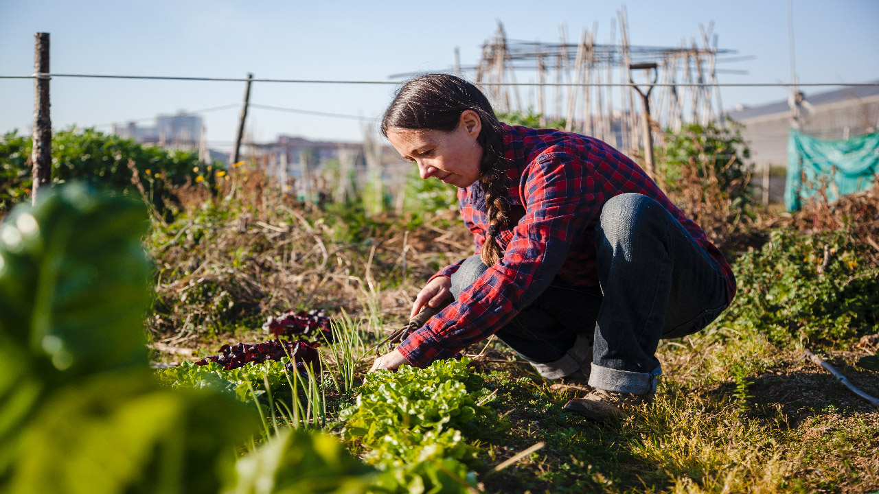 Urban Farming with Drip Irrigation Urban Farming with Drip Irrigation