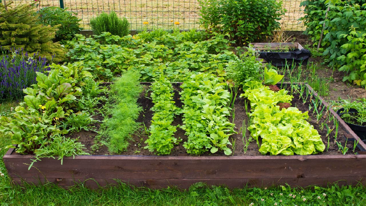 The Best 20 Vegetables to Plant and Grow at Home