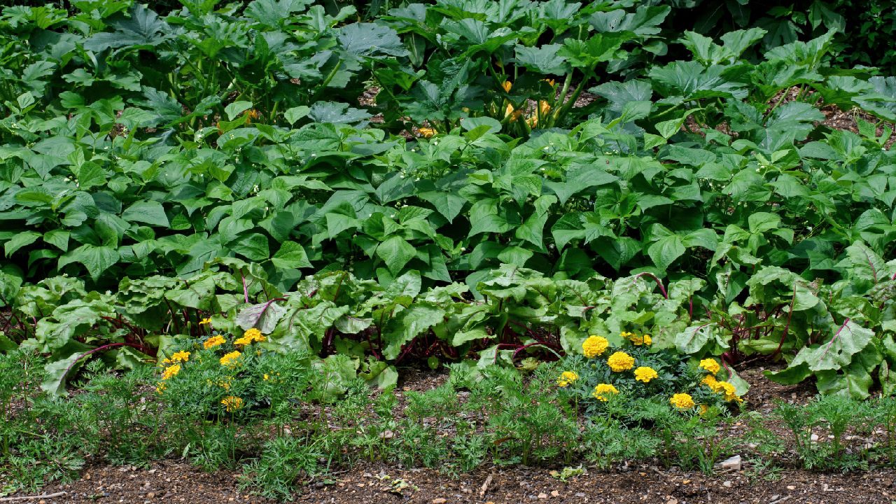 Companion Planting Tips for Your Garden Companion Planting Tips for Your Garden