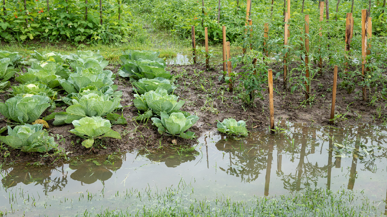 How Can You Tell If Your Irrigation System Is Using Too Much Water? How Can You Tell If Your Irrigation System Is Using Too Much Water?