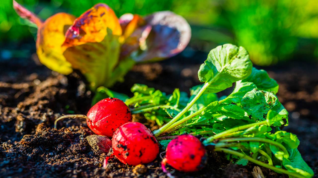 New for 2025 Gardening: Top 10 Vegetables New for 2025 Gardening: Top 10 Vegetables