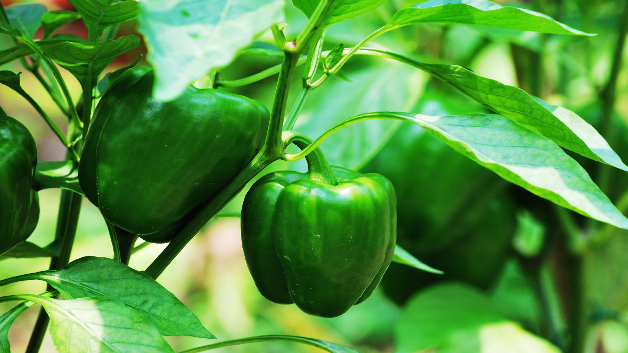 15 Vegetables You Must Grow for Summer  15 Vegetables You Must Grow for Summer