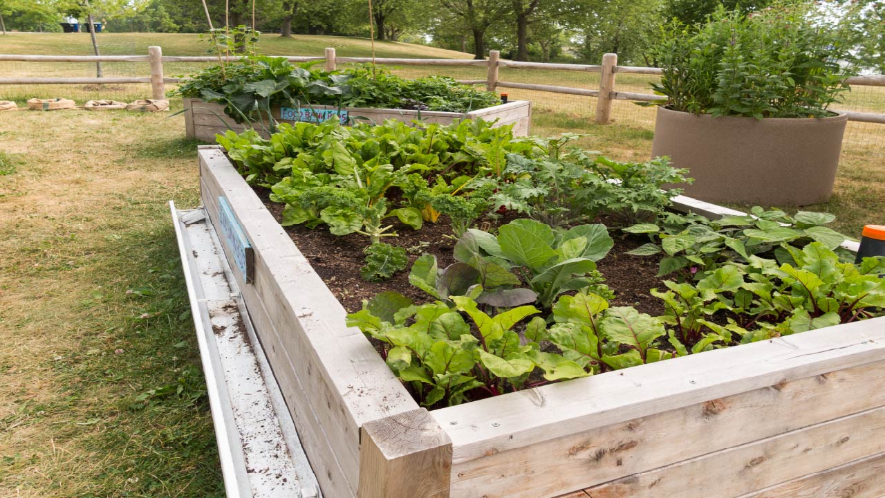 Growing vegetables in Oregon: Tips for Beginners Growing vegetables in Oregon: Tips for Beginners