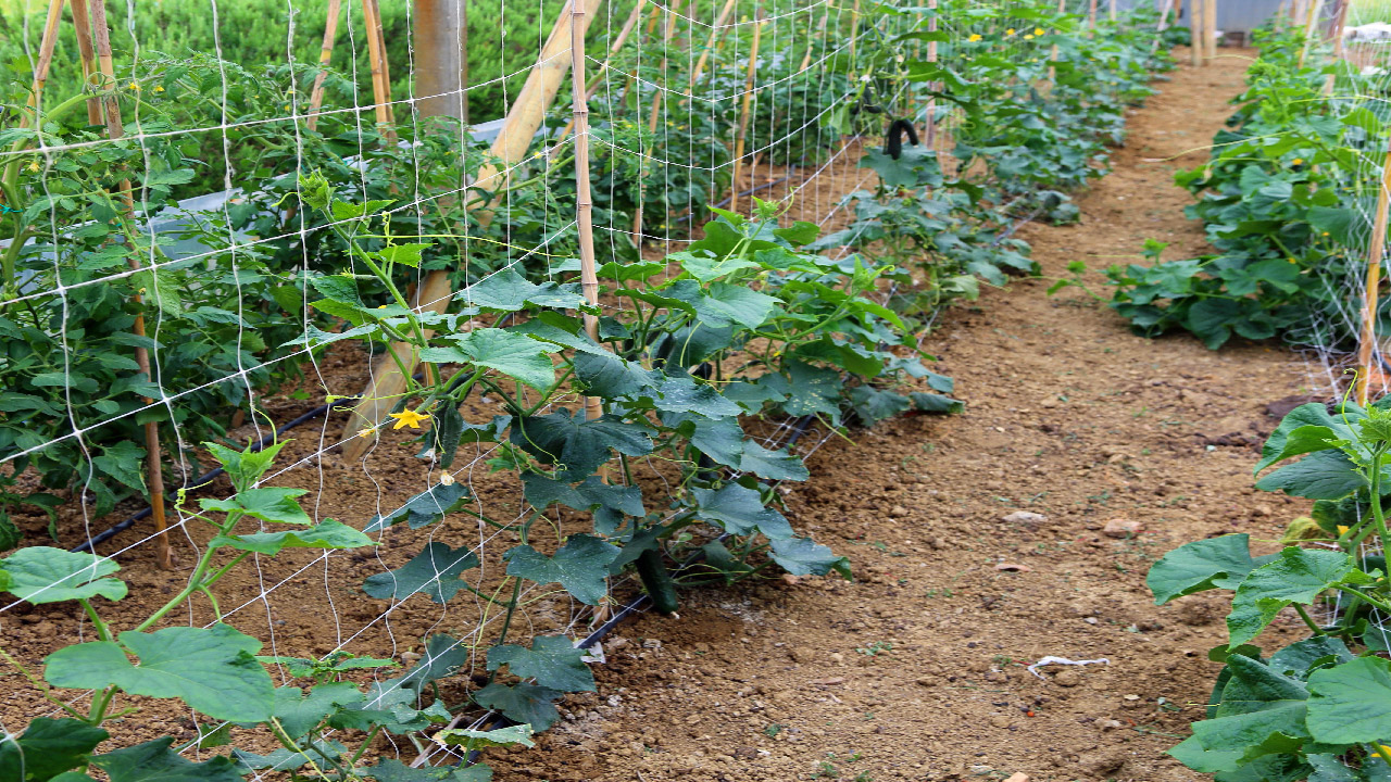 What to Plant in Late July