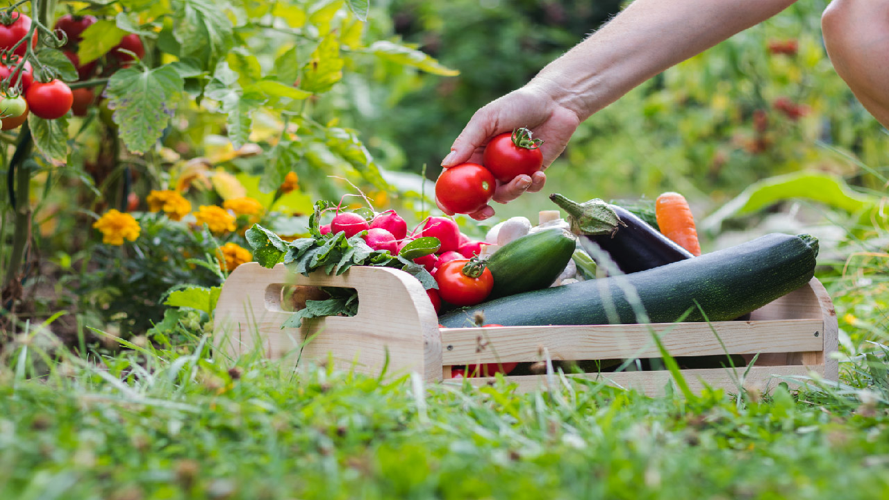 Top 5 Vegetables to Plant in September Top 5 Vegetables to Plant in September