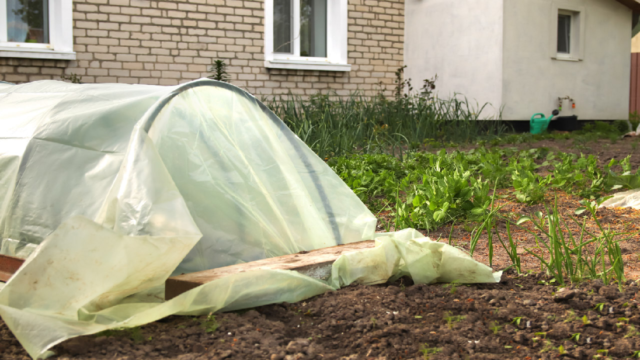 Top 5 Ways to Grow Vegetables in Cold Weather