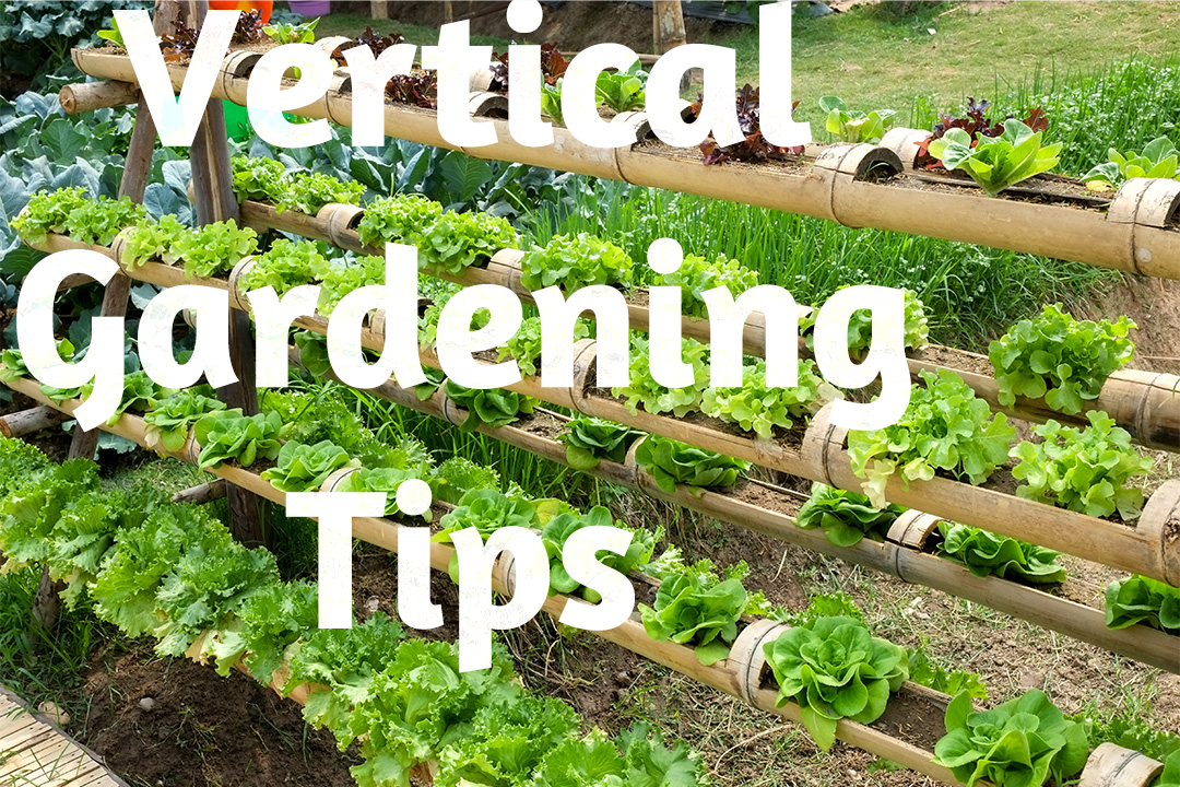 Need More Space? Try Vertical Gardening Need More Space? Try Vertical Gardening
