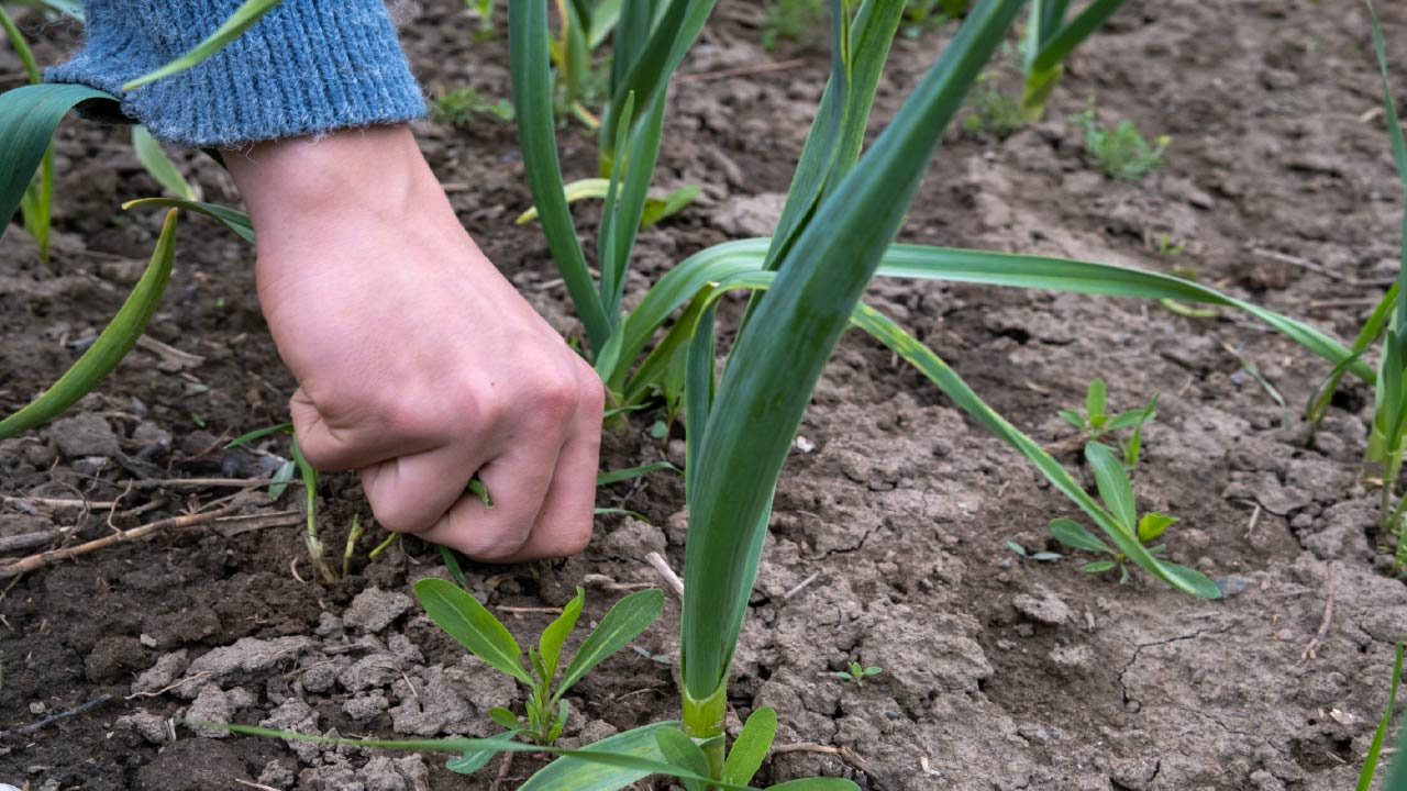 How to Clean Up Your Raised Garden Bed for Spring Planting
