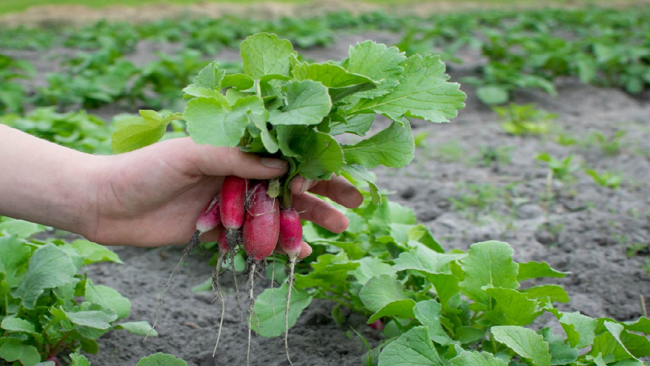 What's in My Garden: Early Summer