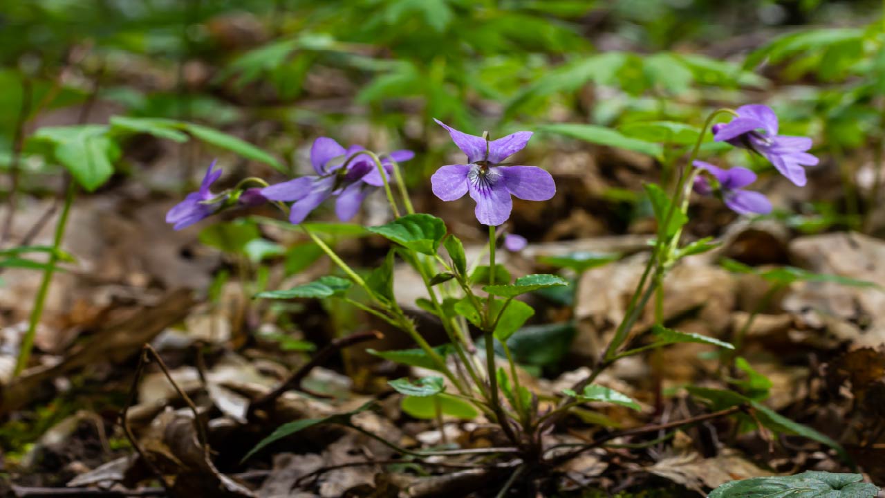 10 Edible Wild Plants You Can Safely Forage This Spring