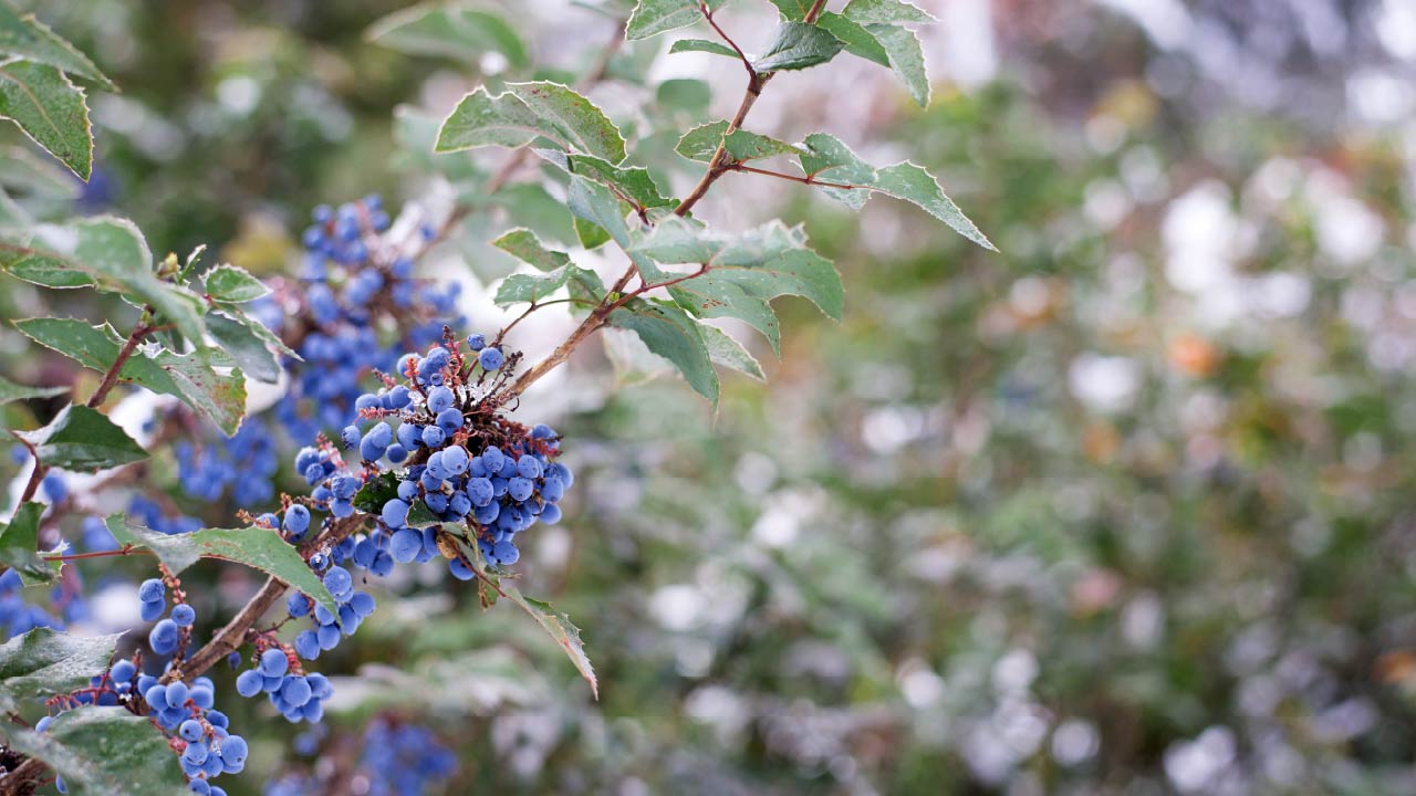 How to Design a Winter Garden: Color, Texture, and Cold-Hardy Plants