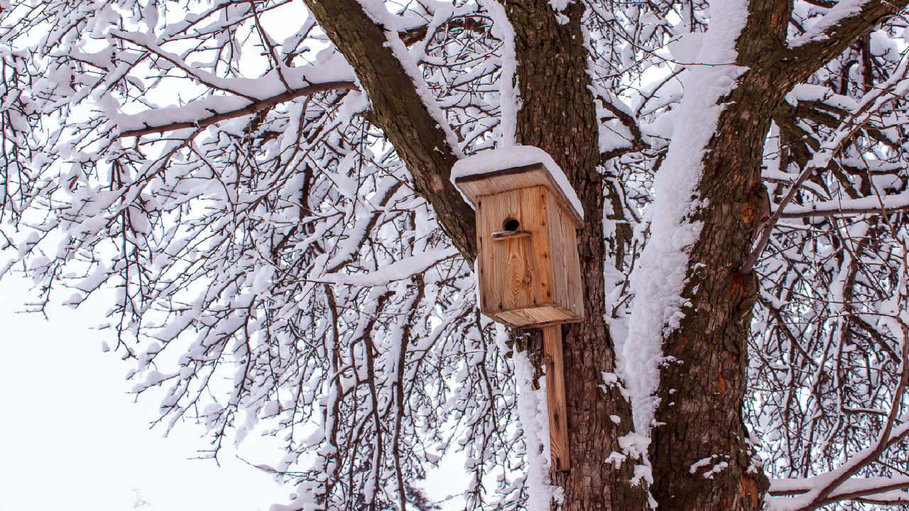 Winterizing Your Garden A Guide to Helping Wildlife Thrive in the Cold Winterizing Your Garden A Guide to Helping Wildlife Thrive in the Cold