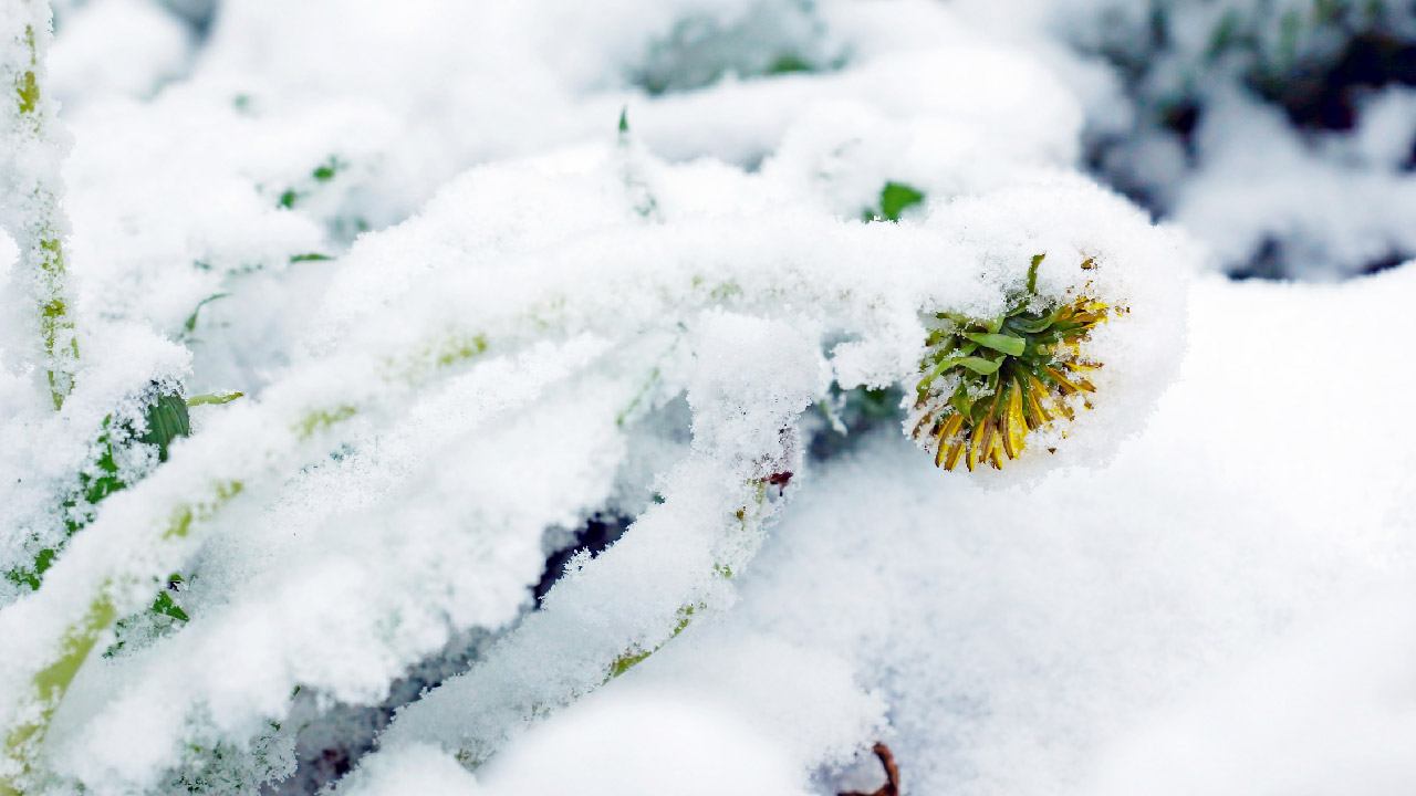 How to add Color to your Winter Garden How to add Color to your Winter Garden