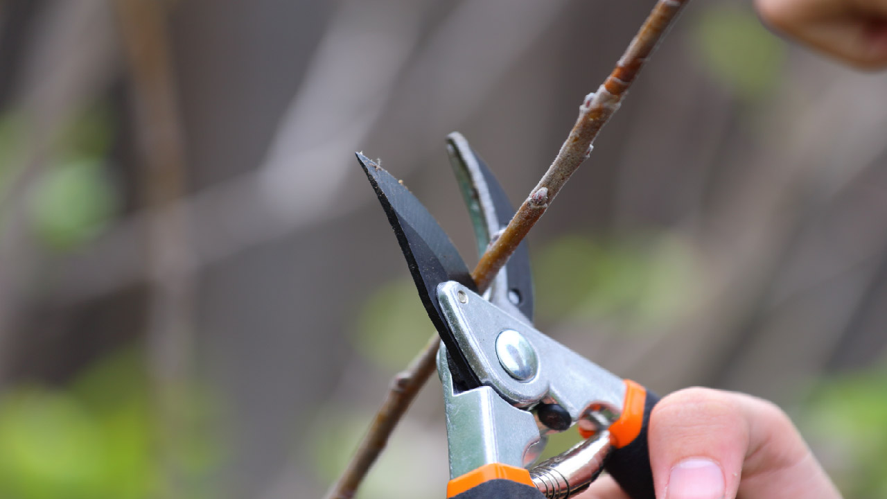 5 Steps to Winterize Your Garden 5 Steps to Winterize Your Garden