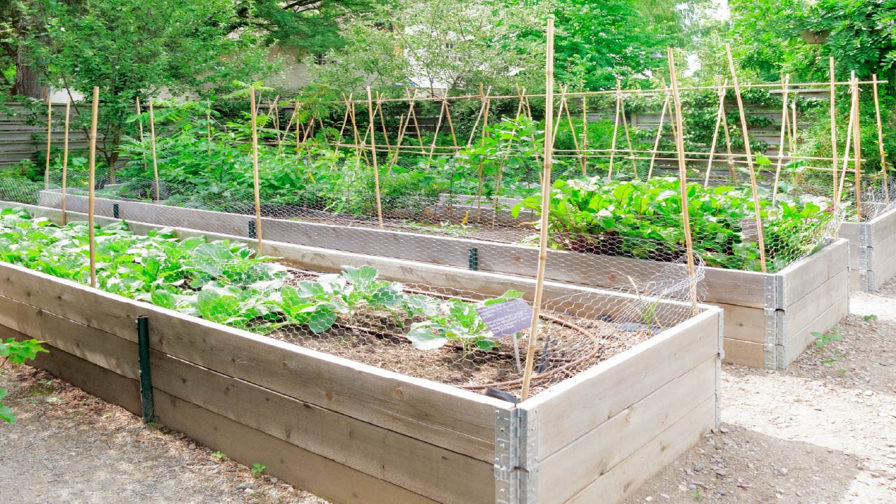 8 Most Common Raised Bed Gardening Mistakes Beginners Make