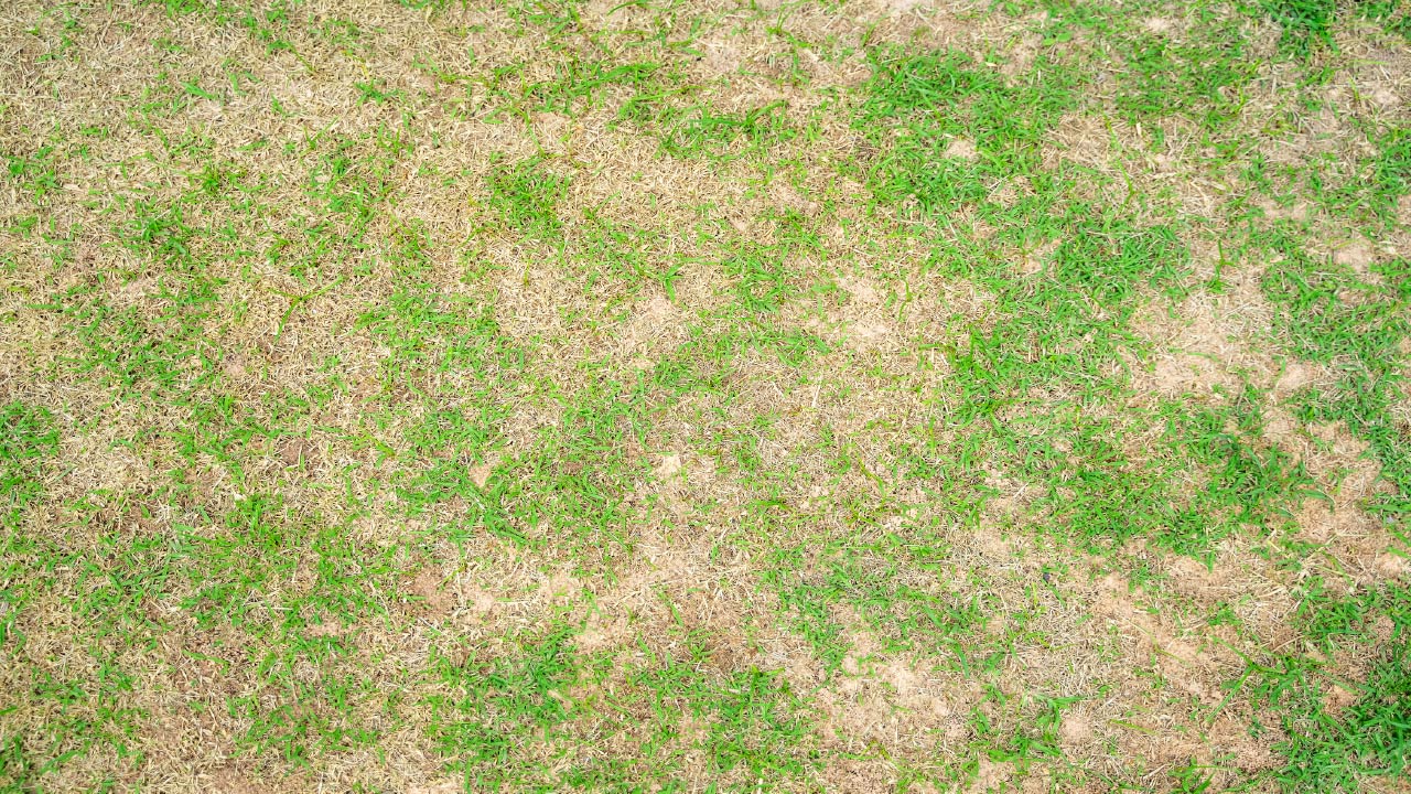 How to Deal with Water-Damaged Lawn: Lawn Recovery Tips