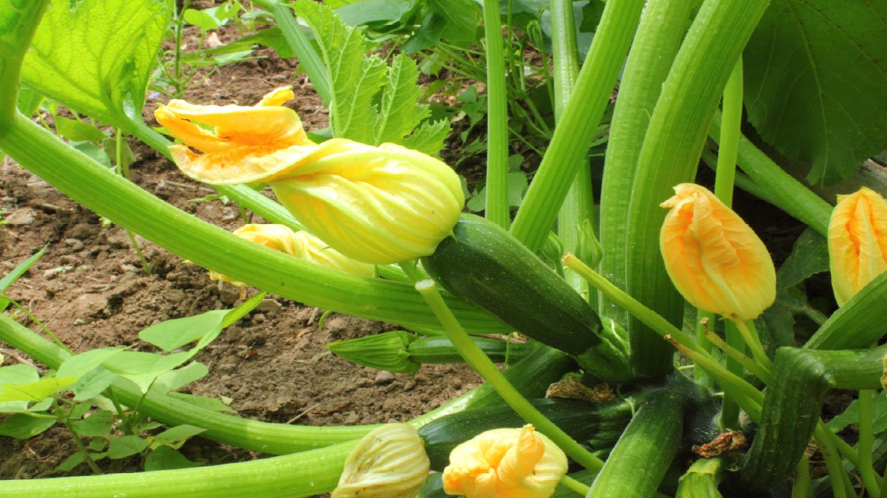The 7 Best Companion Plants for Zucchini 