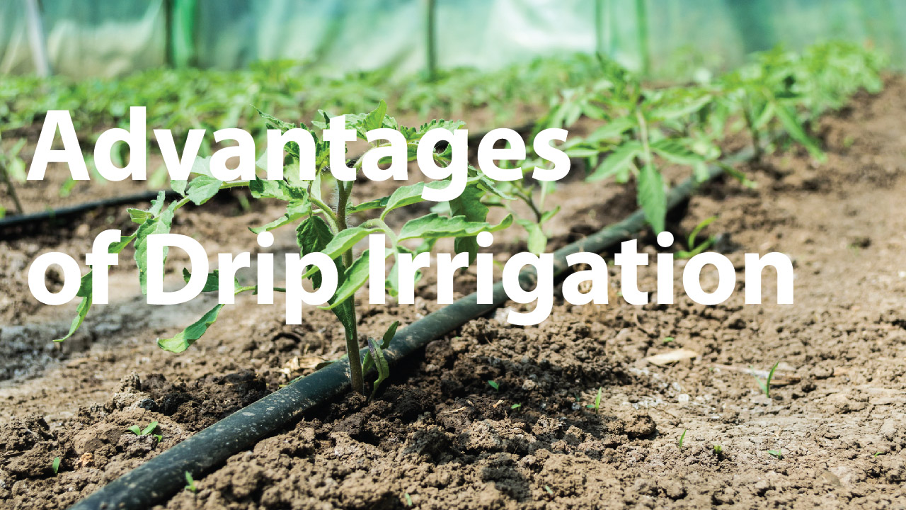 Advantages Of Drip Irrigation DripWorks