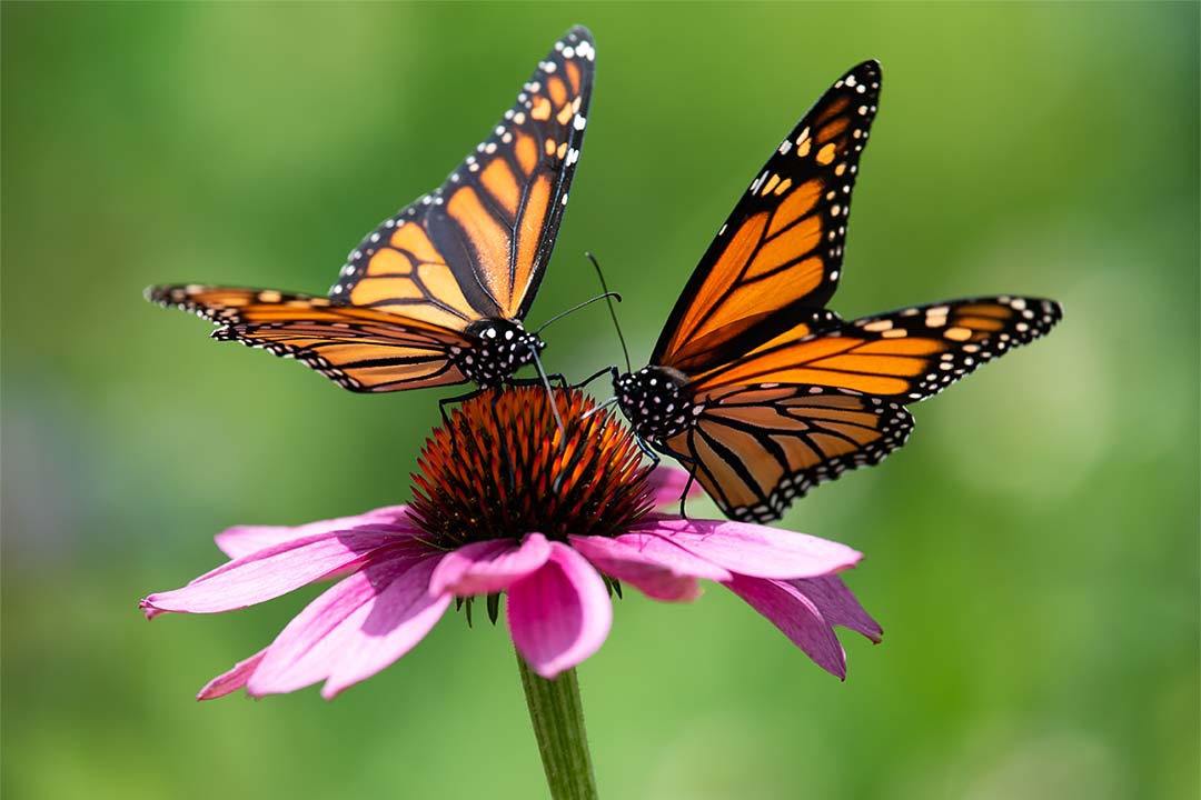 Monarch Butterfly Garden Kit -28 Species of Perennial Milkweed and  Wildflower Seeds - If You Grow it Monarchs Will Come - Kids STEM Project -  Create a