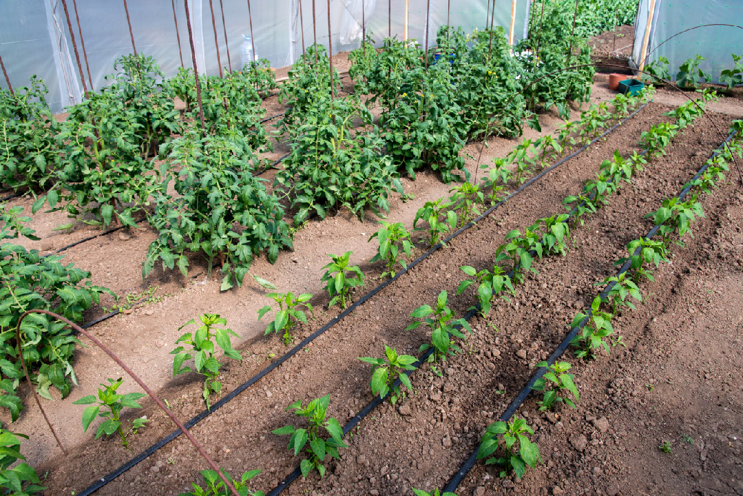 The Benefits of Greenhouses DripWorks