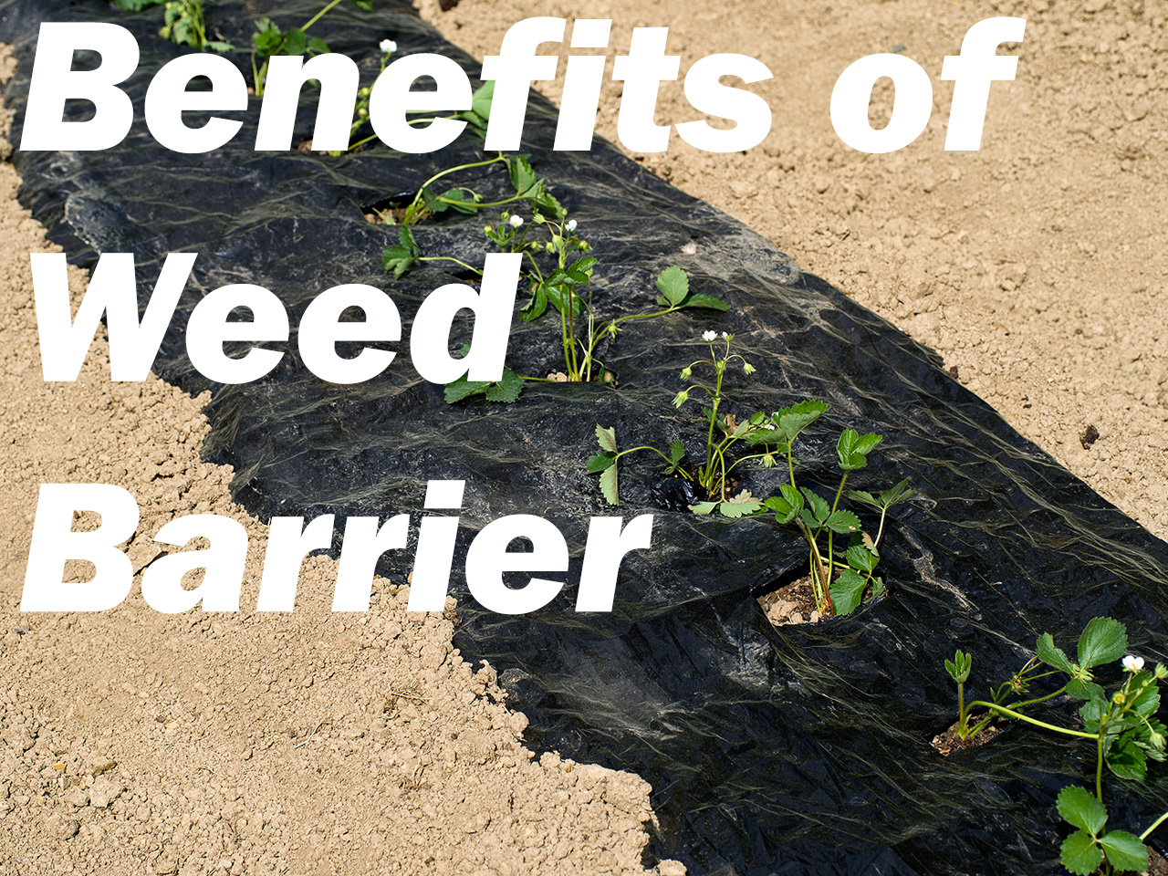 the-benefits-of-a-weed-barrier-dripworks